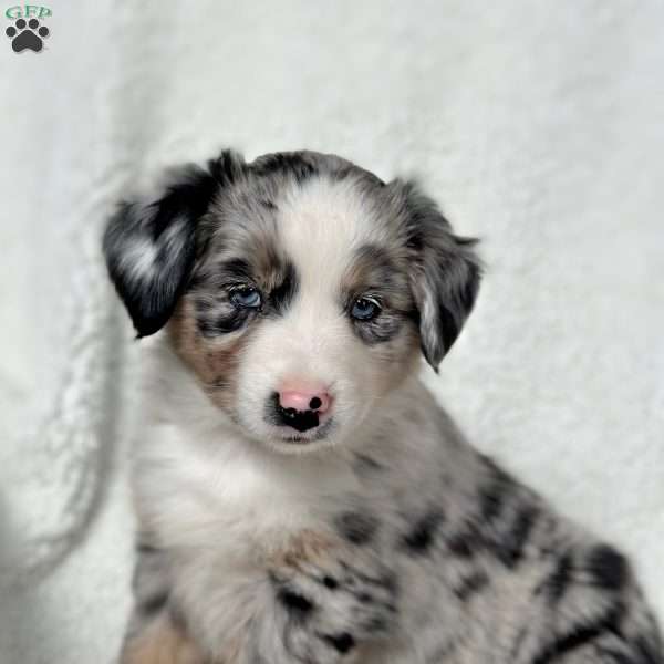 Harbor, Miniature Australian Shepherd Puppy